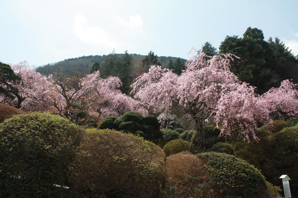 Hakone Kowakien Miyamafurin Hotel Ngoại thất bức ảnh